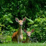 Ann Arbor Deer, courtesy of HSHV and Ryan Stanton, MLive