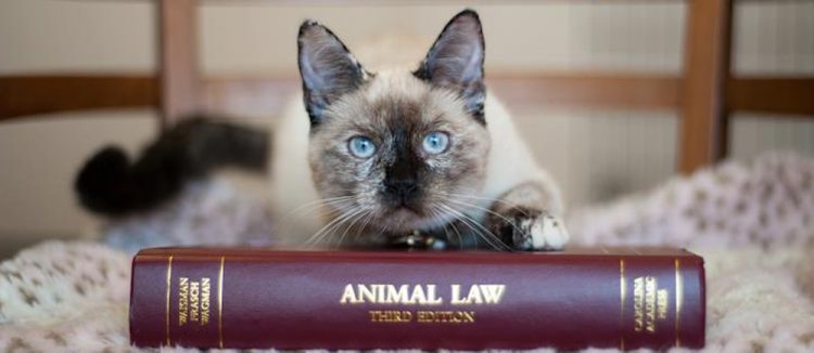 animal-law-book-cat