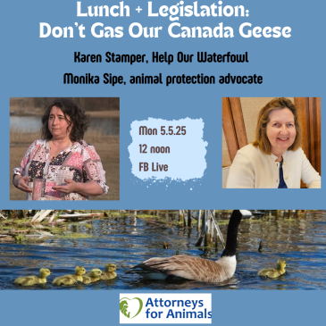 Lunch + Legislation: Don’t Gas Geese, with Karen Stamper and Monika Sipe