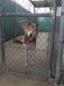 Haze at the shelter before his adoption