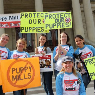 Victory: Puppy Mill Bills Vetoed!!