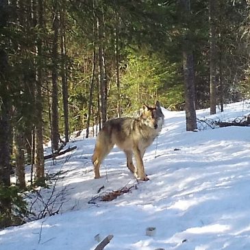 AFA is one of 1.8 Million commentors on wolf de-listing; what do we have to offer?