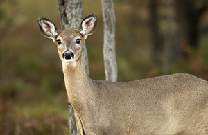 A Developing Fight for Control of Michigan’s Wildlife Policy