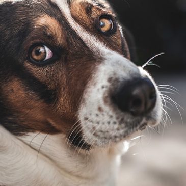 Experimenting on Dogs in the Midst of a Pandemic