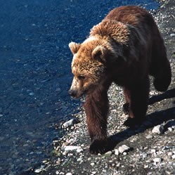 Speaking Out to Protect Alaska’s Kenai National Wildlife Refuge