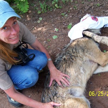 AFA Named to Wolf Management Advisory Council: We Ask a Wolf Advocate What it Means