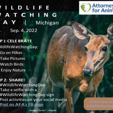 #WildlifeWatchingDay in Michigan, Sep. 4, 2022