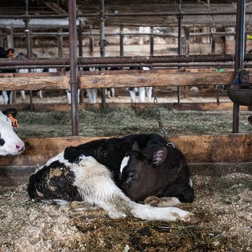 EATS Act Directly Threatens Farmed Animal Welfare