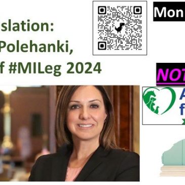 Lunch + Legislation: Sen. Dayna Polehanki on #MILeg Bills to Watch in 2024